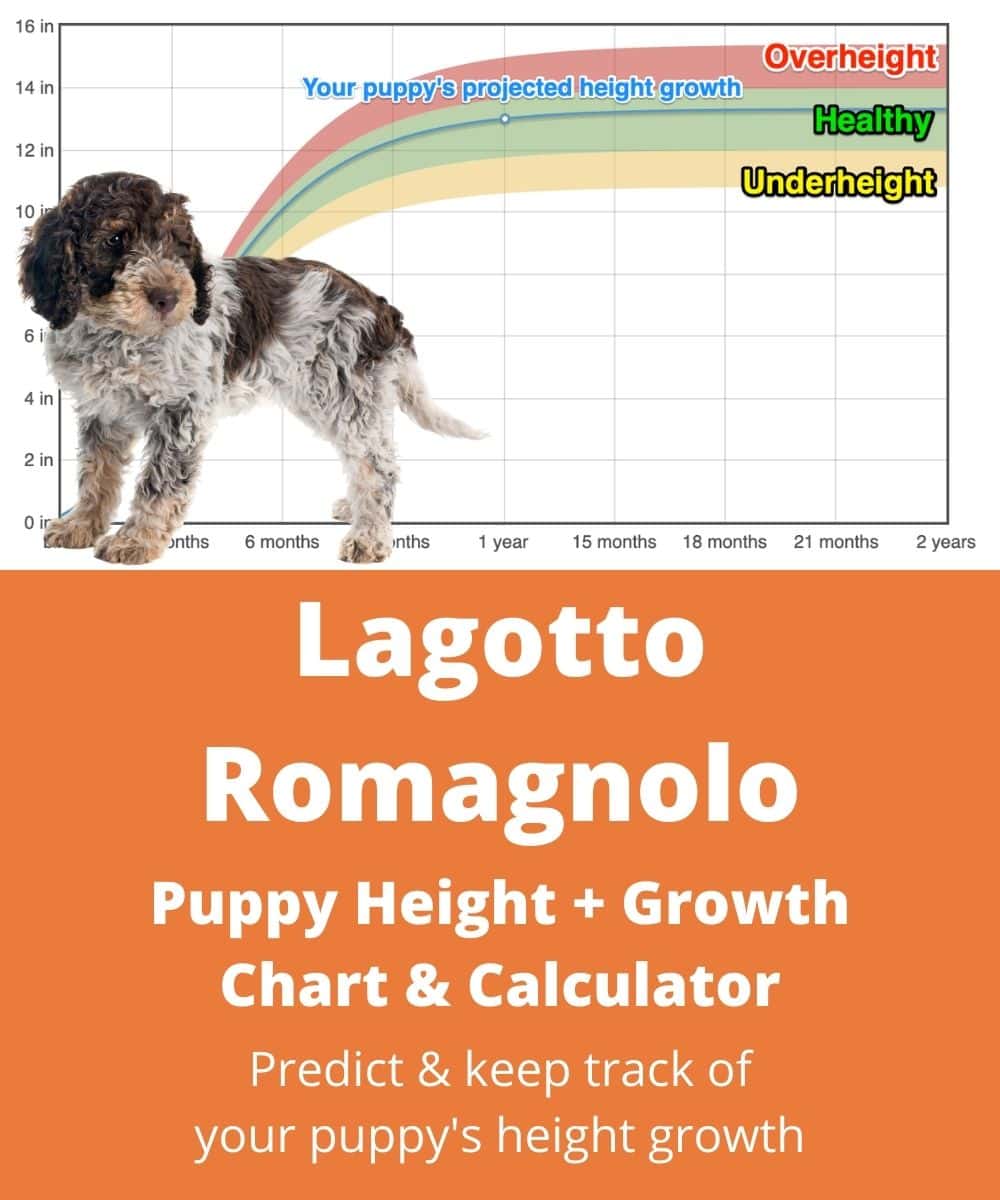lagotto-romagnolo Puppy height Growth Chart lagotto-romagnolo Puppy height Growth Chart
